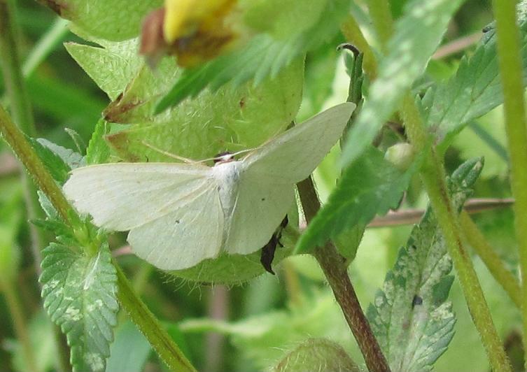 Geometridae da ID - Scopula immutata